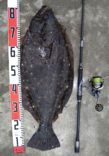 ヒラメの釣果