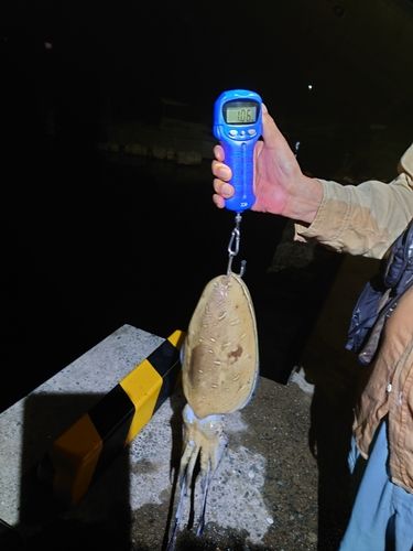 コウイカの釣果