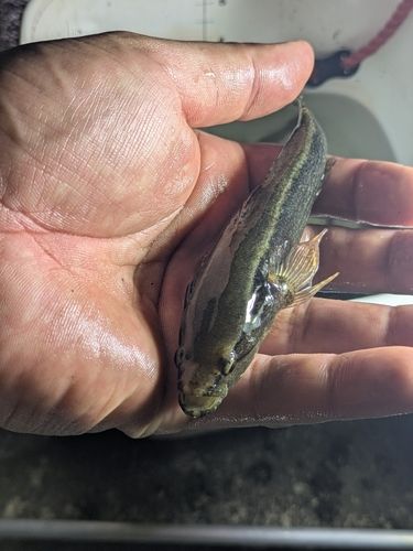 カワアナゴの釣果