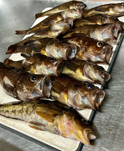 アイナメの釣果
