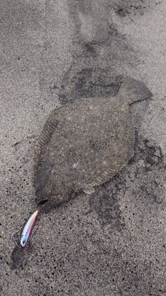 ソゲの釣果