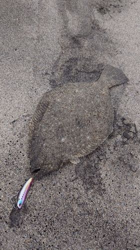 ソゲの釣果