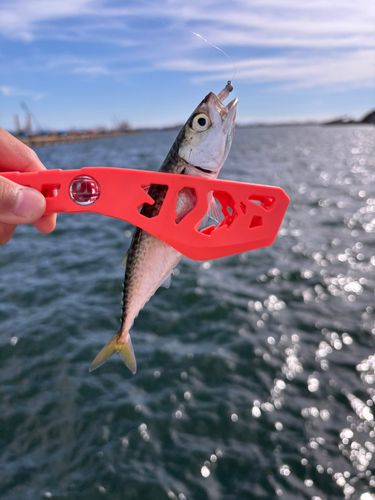 サバの釣果