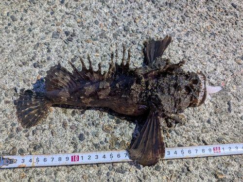 オニオコゼの釣果
