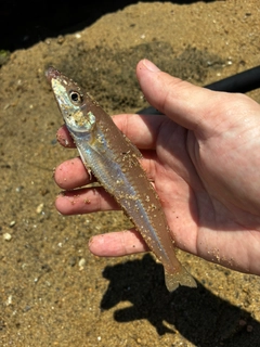 キスの釣果