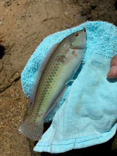 ギザミの釣果