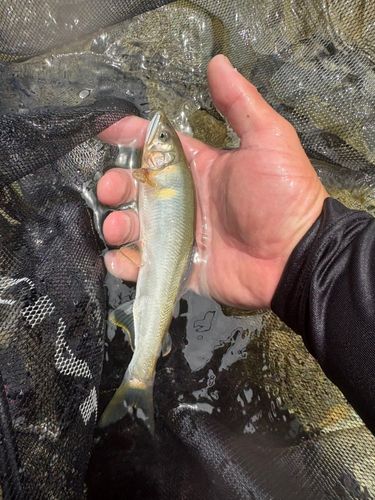 アユの釣果