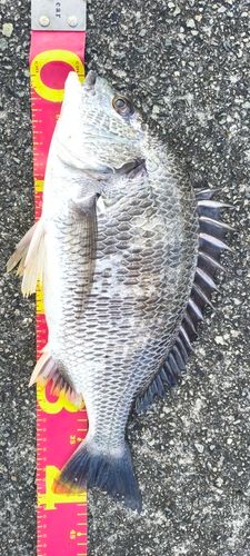 キチヌの釣果