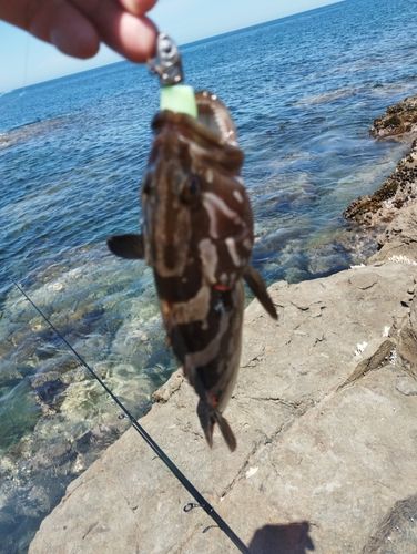 クエの釣果