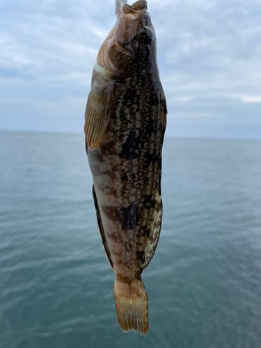 アイナメの釣果