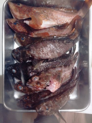 アコウの釣果
