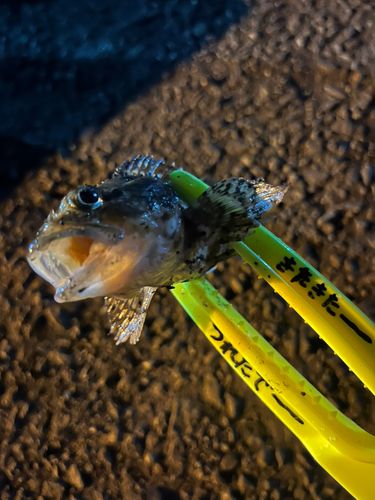 ガシラの釣果