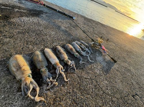 アオリイカの釣果