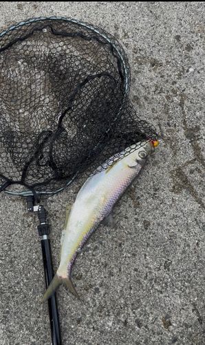ヒラの釣果
