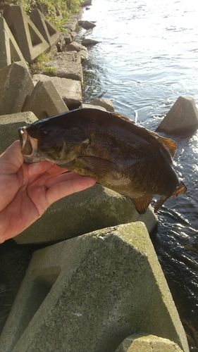 スモールマウスバスの釣果