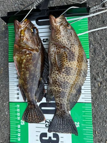 オオモンハタの釣果