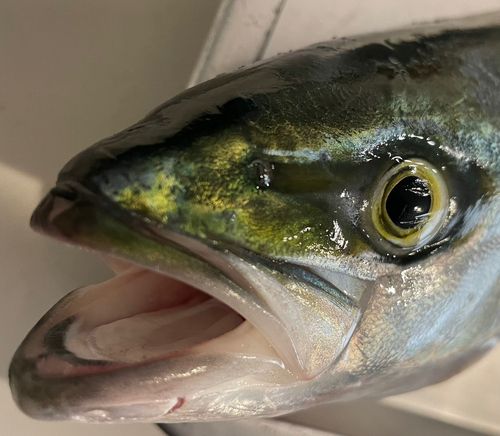 フクラギの釣果