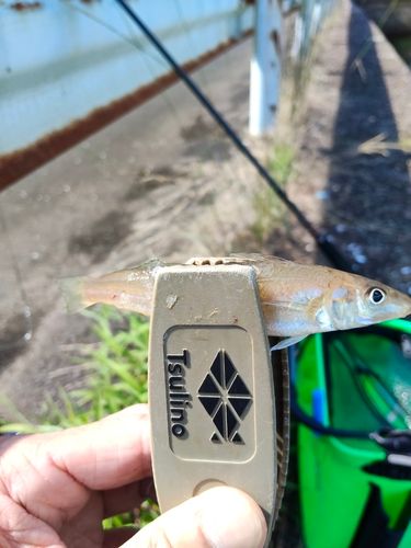 キスの釣果
