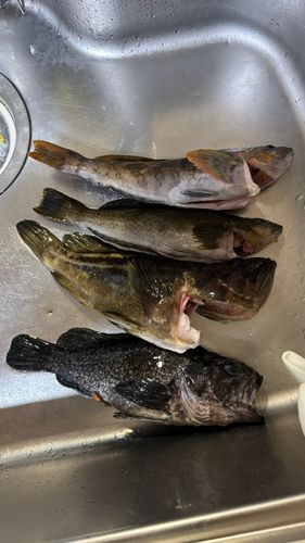シマソイの釣果