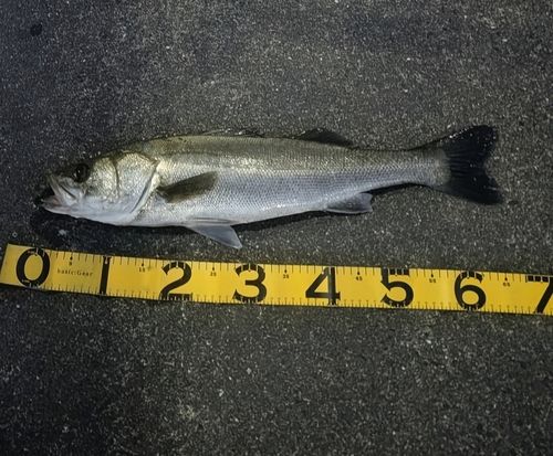 スズキの釣果
