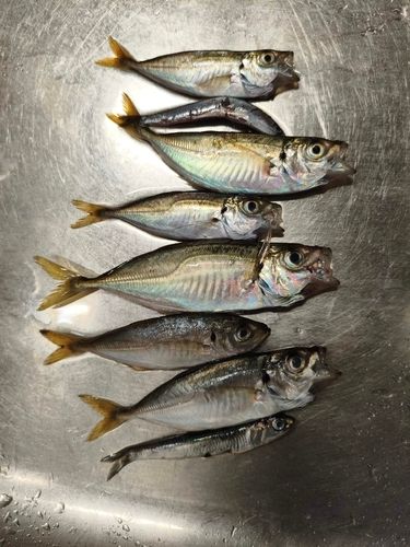アジの釣果