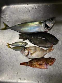 マサバの釣果