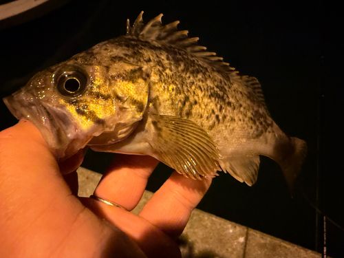 クロソイの釣果