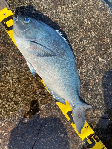 クチブトグレの釣果