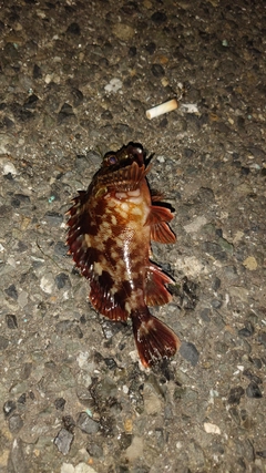 カサゴの釣果