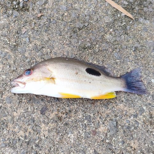 クロホシフエダイの釣果