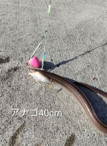 アナゴの釣果