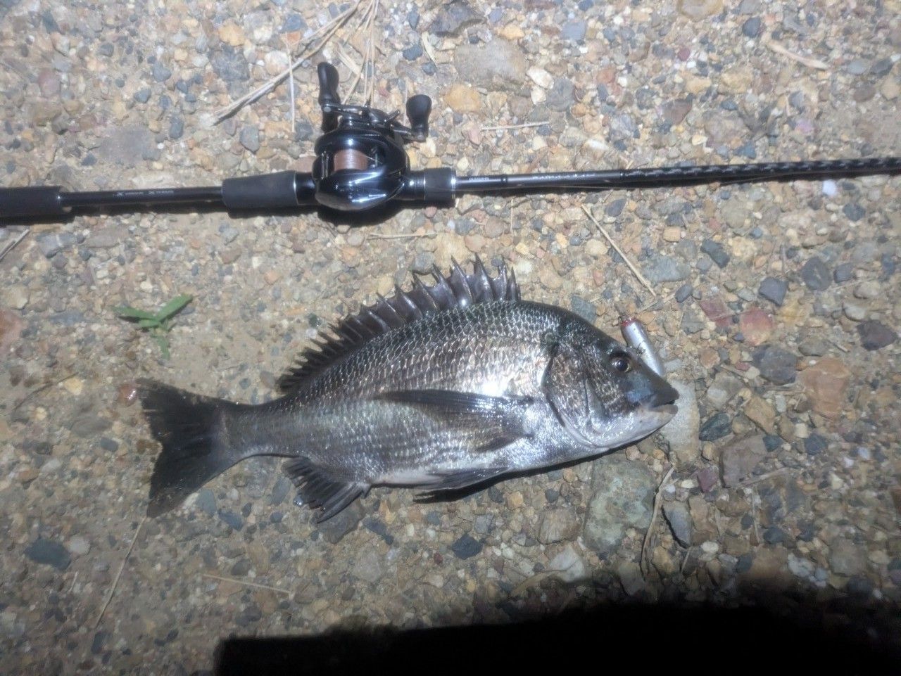 SHIMANO 18ディアルーナ B86Mの最安値・インプレ・釣果 | 本音の口コミ