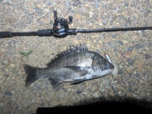 クロダイの釣果
