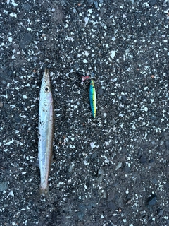 カマスの釣果