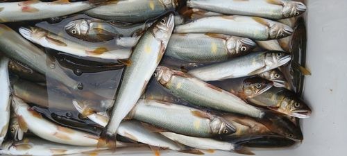 アユの釣果