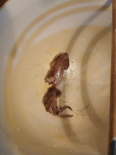 ヒイカの釣果