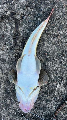 マゴチの釣果