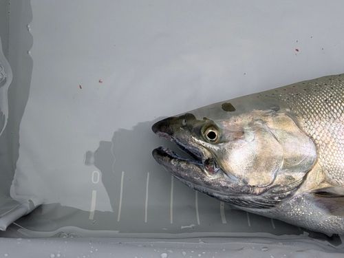 サクラマスの釣果