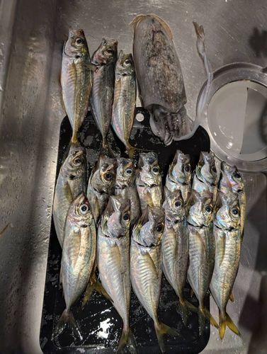 アジの釣果