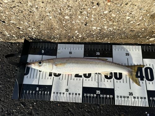 アカカマスの釣果