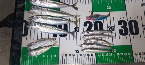 サバの釣果