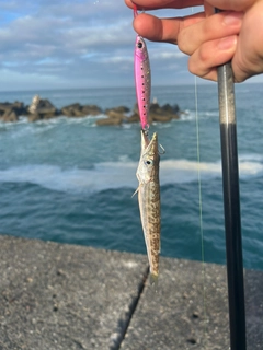 カマスの釣果
