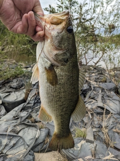 ラージマウスバスの釣果