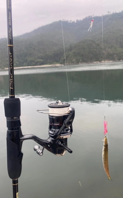カマスの釣果