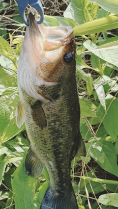 ラージマウスバスの釣果