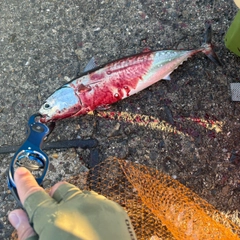 ソウダガツオの釣果