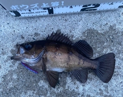 メバルの釣果