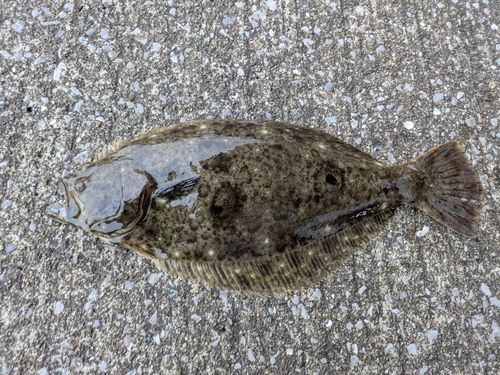 ソゲの釣果