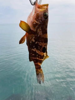 キジハタの釣果