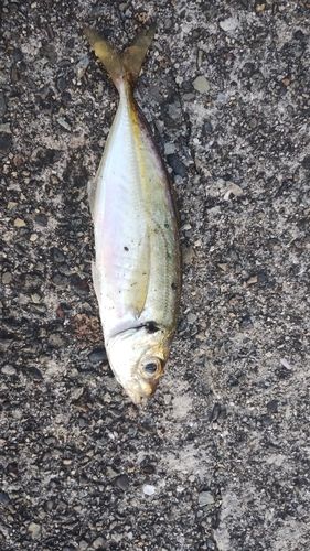 カイワリの釣果